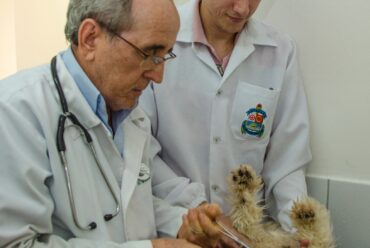 Hospital veterinário amplia oferta de serviços para animais