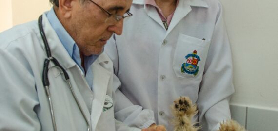 Hospital veterinário amplia oferta de serviços para animais